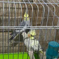 عروس هلندی مولد|پرنده|بندر ماهشهر, |دیوار