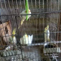 طوطی عروس|پرنده|رشت, گیل|دیوار