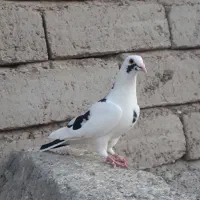 کبوتر زاغ پرستو شازده سیاه