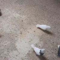 کفتر رنگی|پرنده|قم, انسجام|دیوار