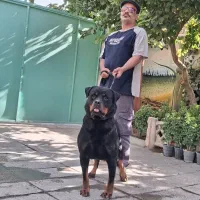 توله سگ روتوایلر.روتفایلر اصیل نگهبان|سگ|اصفهان, قلعه طبره|دیوار