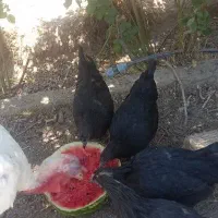 مرغ تخمی خانگی