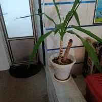 گل وگیاه دارم میخوام بفروشم برای روز مادر مناسبه|گل و گیاه طبیعی|شاهینشهر, گزبرخوار|دیوار