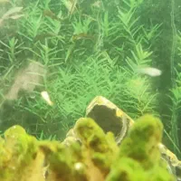 ماهی گوپی(گپی)|ماهی|کرمانشاه, |دیوار