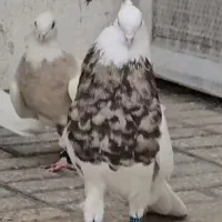 طوقی نر