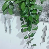 گلدون.|عمده‌فروشی|آباده, |دیوار