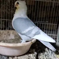 ساتن،طاووسی،بلژیکی،موشی