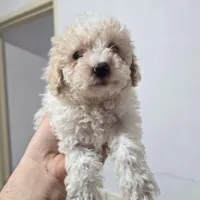 سگ پودل