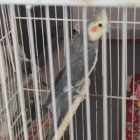پرنده عروس هلندی