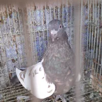 حسن خانی ماده|پرنده|سنندج, |دیوار