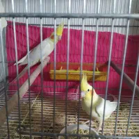 یک جفت عروس لوتینو همراه ۴جوجه|پرنده|مشهد, شهید آوینی|دیوار