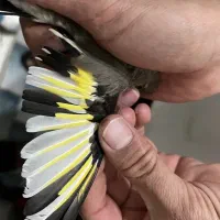 سهره نر کرمونی ابلق تیزه سفید مست