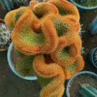 کاکتوس و گل و گیاه طبیعی|گل و گیاه طبیعی|تهران, شهید فکوری|دیوار