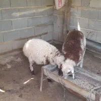 بره نر