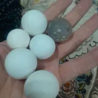 ۵عدد سنگ الماس اسیاب با سختی بالا تست شده|جواهرات|اصفهان, سپاهان‌شهر|دیوار