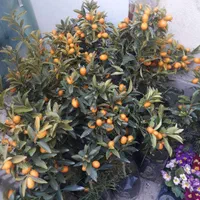 نهال کامکوآت ۲ الی ۳ ساله مناسب خانه و باغچه|گل و گیاه طبیعی|کرج, شهرک سهرابیه|دیوار