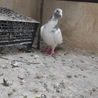 کفتر|پرنده|سپیدان, |دیوار