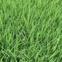 بذر شالی|خدمات باغبانی و درختکاری|خان ببین, |دیوار