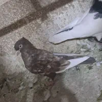 سینه مشکی نر