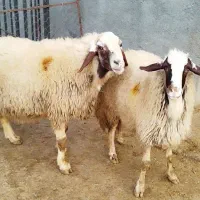 قوچ|حیوانات مزرعه|کامیاران, |دیوار