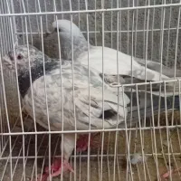 جفتگاه|پرنده|تربت‌حیدریه, ۴۵ متری|دیوار