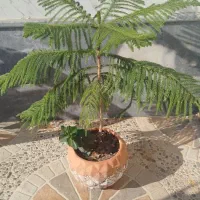 گل کاج مطبق|گل و گیاه طبیعی|مرند, |دیوار