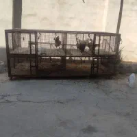 لوازم جانبی حیوانات