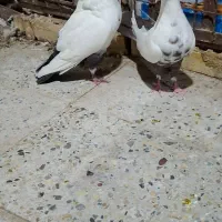 دمبی|پرنده|اهواز, شهرک حفاری|دیوار