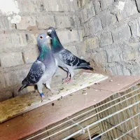 کفتر ماده پلاکی مولر