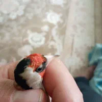 سهره چهارگل خط با دورگ  ماده عطیقه خیلی کشیده