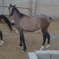 اسب|اسب و تجهیزات اسب‌سواری|شیراز, رکن‌آباد|دیوار