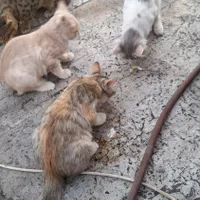 واگذاری گربه