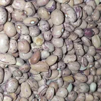 لوبیا و عدس