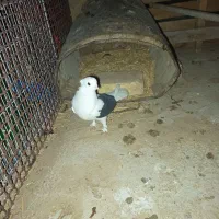 کفتر|پرنده|میبد, |دیوار