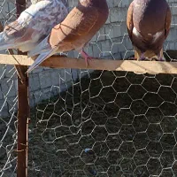 ۲۰عدد کبوتر درجه و ساعت سنگین