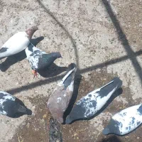 کفتر سینه سیاه