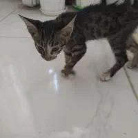بچه گربه