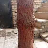 تنه درخت(کنده درخت)چوب