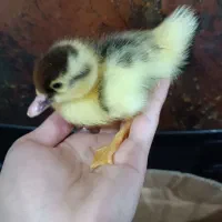 جوجه اردک اسرائیلی