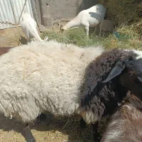 فروش گوسفند زنده