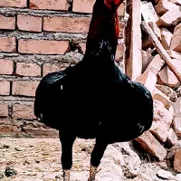 خروس لاری|حیوانات مزرعه|صوفیان, |دیوار