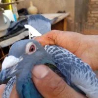 کفتر