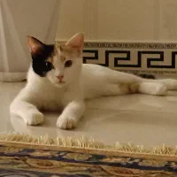 واگذاری رایگان|گربه|اراک, |دیوار