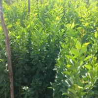 نهالستان اطمینان