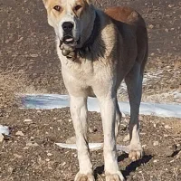 توله 14ماه فروشی