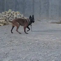 مالینیوز ماده اصل