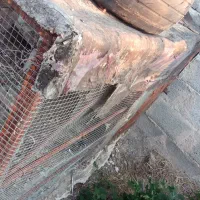 قفص پرنده وسگ
