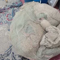 جل میگو درگهان در حد نو