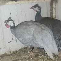 مرغ و خروس شاخ دار