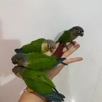 سه عدد جوجه گرینچیک رام دونه خور|پرنده|بندر انزلی, معلم|دیوار